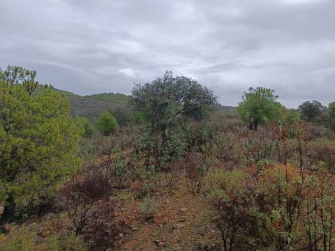 TERRENO COM 60.200 M2 - COM POSSIBILIDADE DE CONSTRUÇÃO - MORADIA - TURISMO - PALMEIRA - ALCOUTIM - ALGARVE