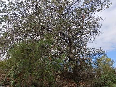 TERRENO COM 60.200 M2 - COM POSSIBILIDADE DE CONSTRUÇÃO - MORADIA - TURISMO - PALMEIRA - ALCOUTIM - ALGARVE