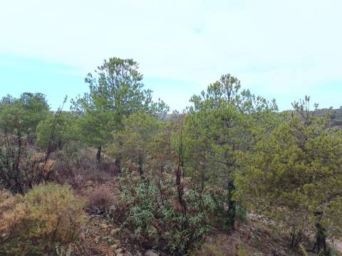 TERRENO COM 60.200 M2 - COM POSSIBILIDADE DE CONSTRUÇÃO - MORADIA - TURISMO - PALMEIRA - ALCOUTIM - ALGARVE