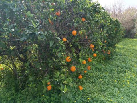 MORADIA TÉRREA - COM TERRENO DE 11.820 M2 - COM POMAR - RIO SECO - CASTRO MARIM - ALGARVE