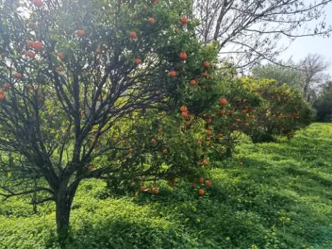 MORADIA TÉRREA - COM TERRENO DE 11.820 M2 - COM POMAR - RIO SECO - CASTRO MARIM - ALGARVE