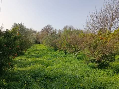 MORADIA TÉRREA - COM TERRENO DE 11.820 M2 - COM POMAR - RIO SECO - CASTRO MARIM - ALGARVE