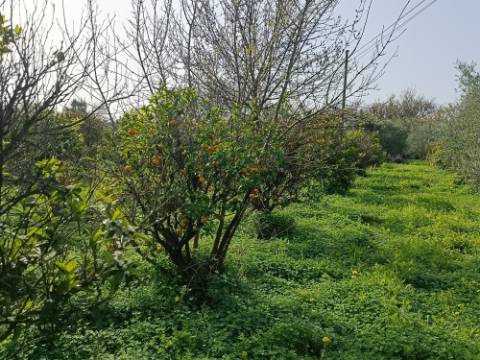 MORADIA TÉRREA - COM TERRENO DE 11.820 M2 - COM POMAR - RIO SECO - CASTRO MARIM - ALGARVE