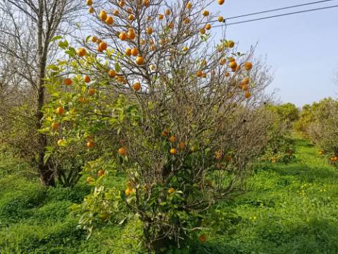 MORADIA TÉRREA - COM TERRENO DE 11.820 M2 - COM POMAR - RIO SECO - CASTRO MARIM - ALGARVE