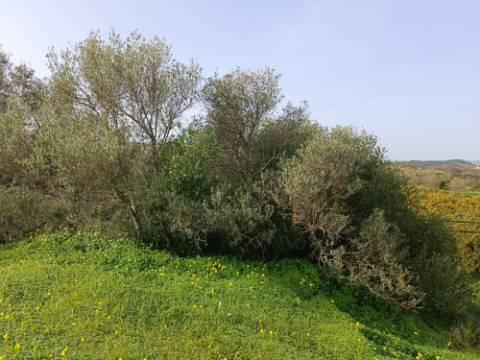 MORADIA TÉRREA - COM TERRENO DE 11.820 M2 - COM POMAR - RIO SECO - CASTRO MARIM - ALGARVE