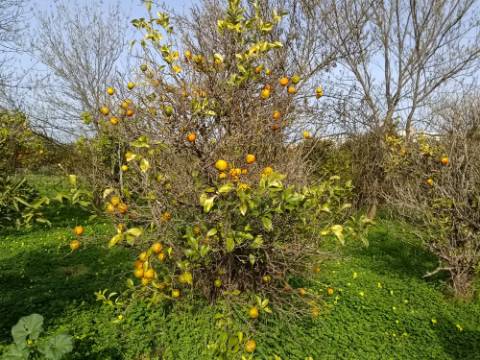 MORADIA TÉRREA - COM TERRENO DE 11.820 M2 - COM POMAR - RIO SECO - CASTRO MARIM - ALGARVE