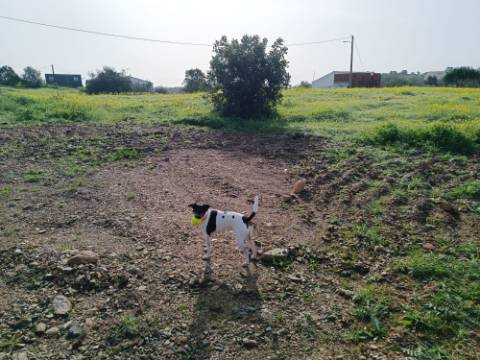 MORADIA TÉRREA - COM TERRENO DE 11.820 M2 - COM POMAR - RIO SECO - CASTRO MARIM - ALGARVE