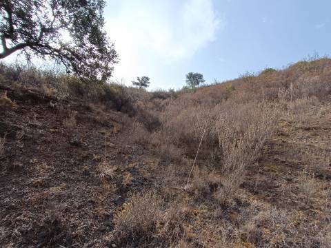 TERRENO RUSTICO COM 6000 M2 - JUNTO A ALDEIA DO TANOEIRO EM CASTRO MARIM - ALGARVE