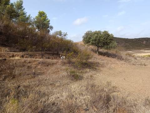 TERRENO RUSTICO COM 6000 M2 - JUNTO A ALDEIA DO TANOEIRO EM CASTRO MARIM - ALGARVE