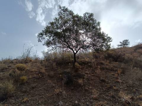 TERRENO RUSTICO COM 6000 M2 - JUNTO A ALDEIA DO TANOEIRO EM CASTRO MARIM - ALGARVE