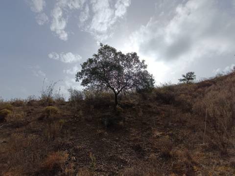 TERRENO RUSTICO COM 6000 M2 - JUNTO A ALDEIA DO TANOEIRO EM CASTRO MARIM - ALGARVE
