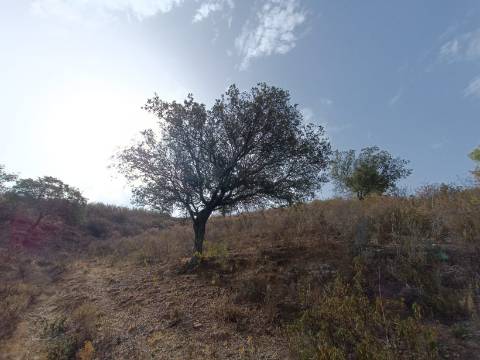 TERRENO RUSTICO COM 6000 M2 - JUNTO A ALDEIA DO TANOEIRO EM CASTRO MARIM - ALGARVE