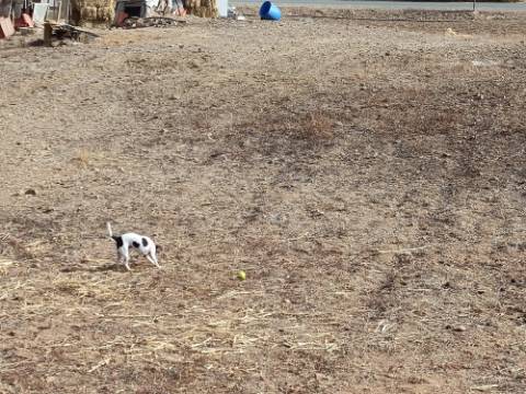 TERRENO RUSTICO COM 6000 M2 - JUNTO A ALDEIA DO TANOEIRO EM CASTRO MARIM - ALGARVE