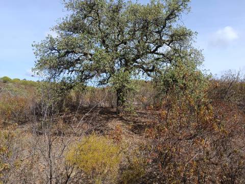 Terreno Rústico com 3.200 m2 sito na Murteira de Baixo, Azinhal em castro Marim