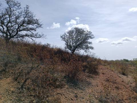 Terreno Rústico com 3.200 m2 sito na Murteira de Baixo, Azinhal em castro Marim