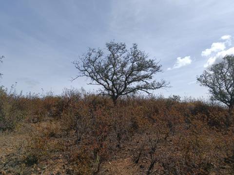 Terreno Rústico com 3.200 m2 sito na Murteira de Baixo, Azinhal em castro Marim