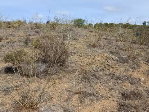 Terreno Rústico com 3.200 m2 sito na Murteira de Baixo, Azinhal em castro Marim