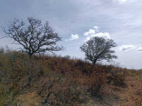 Terreno Rústico com 3.200 m2 sito na Murteira de Baixo, Azinhal em castro Marim