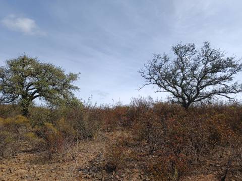 Terreno Rústico com 3.200 m2 sito na Murteira de Baixo, Azinhal em castro Marim