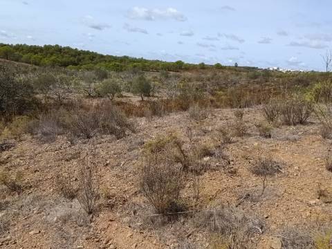 Terreno Rústico com 3.200 m2 sito na Murteira de Baixo, Azinhal em castro Marim