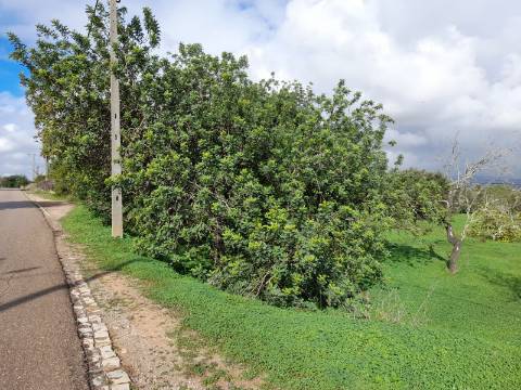 Belíssimo terreno rústico, extenso e plano, com pomar de amendoeiras