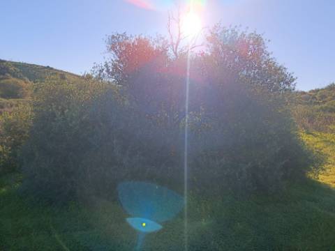 TERRENO COM 12.180 M2 - COM LICENÇA PARA FURO - PEDRA ARRANCADA - ALTURA - CASTRO MARIM - ALGARVE