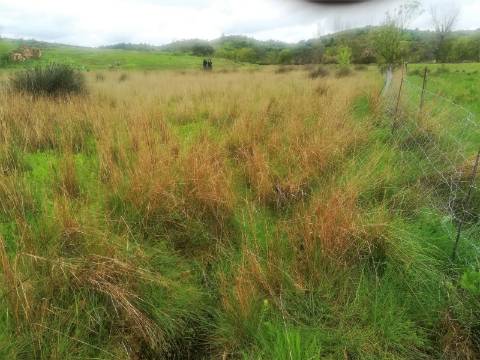 TERRENO MISTO COM 9.160 M2 - COM URBANO - ARMAZEM / GARAGEM - JUNQUEIRA - CASTRO MARIM - ALGARVE