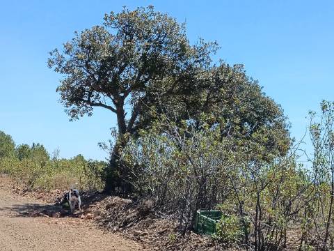 TERRENO RUSTICO COM 4.520 M2 - PRÓXIMO DA CORTE DO GAGO EM CASTRO MARIM - ALGARVE