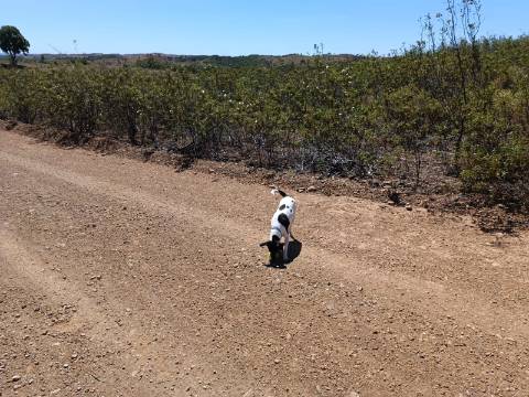 TERRENO RUSTICO COM 4.520 M2 - PRÓXIMO DA CORTE DO GAGO EM CASTRO MARIM - ALGARVE