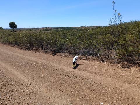 TERRENO RUSTICO COM 4.520 M2 - PRÓXIMO DA CORTE DO GAGO EM CASTRO MARIM - ALGARVE