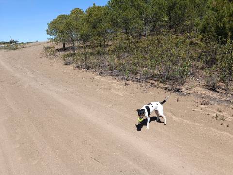 TERRENO RUSTICO COM 4.520 M2 - PRÓXIMO DA CORTE DO GAGO EM CASTRO MARIM - ALGARVE