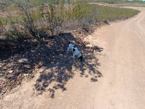 TERRENO RUSTICO COM 4.520 M2 - PRÓXIMO DA CORTE DO GAGO EM CASTRO MARIM - ALGARVE