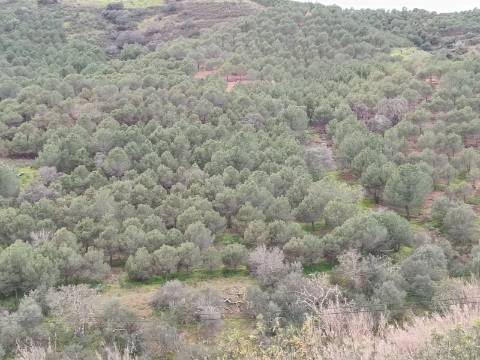 TERRENO COM 15.6 HECTARES - POSSIBILIDADE DE CONSTRUÇÃO - HABITAÇÃO - TURISMO - AZINHAL - CASTRO MARIM - ALGARVE