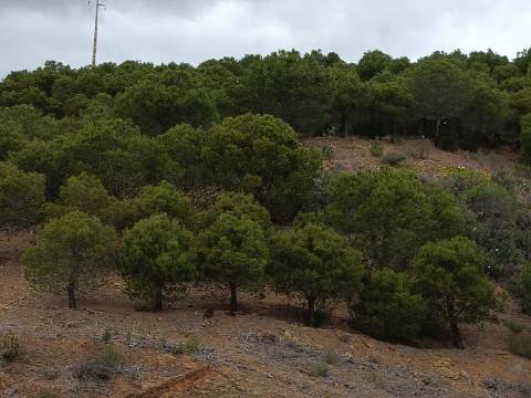 TERRENO COM 15.6 HECTARES - POSSIBILIDADE DE CONSTRUÇÃO - HABITAÇÃO - TURISMO - AZINHAL - CASTRO MARIM - ALGARVE