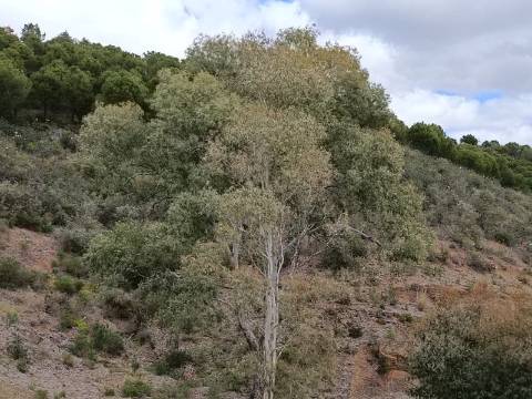 TERRENO COM 15.6 HECTARES - POSSIBILIDADE DE CONSTRUÇÃO - HABITAÇÃO - TURISMO - AZINHAL - CASTRO MARIM - ALGARVE