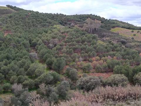 TERRENO COM 15.6 HECTARES - POSSIBILIDADE DE CONSTRUÇÃO - HABITAÇÃO - TURISMO - AZINHAL - CASTRO MARIM - ALGARVE