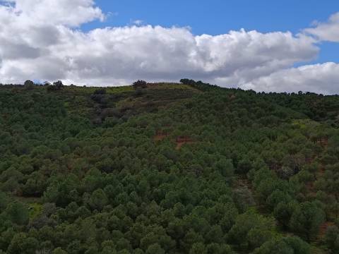 TERRENO COM 15.6 HECTARES - POSSIBILIDADE DE CONSTRUÇÃO - HABITAÇÃO - TURISMO - AZINHAL - CASTRO MARIM - ALGARVE