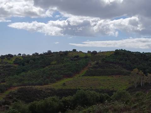 TERRENO COM 15.6 HECTARES - POSSIBILIDADE DE CONSTRUÇÃO - HABITAÇÃO - TURISMO - AZINHAL - CASTRO MARIM - ALGARVE