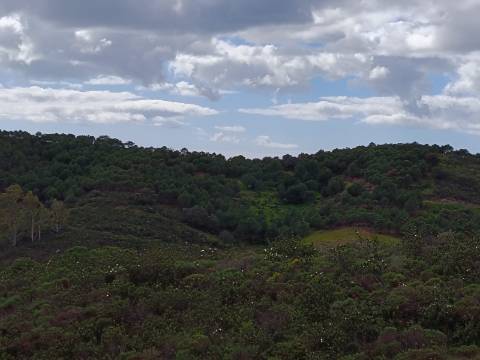 TERRENO COM 15.6 HECTARES - POSSIBILIDADE DE CONSTRUÇÃO - HABITAÇÃO - TURISMO - AZINHAL - CASTRO MARIM - ALGARVE