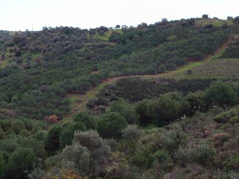 TERRENO COM 15.6 HECTARES - POSSIBILIDADE DE CONSTRUÇÃO - HABITAÇÃO - TURISMO - AZINHAL - CASTRO MARIM - ALGARVE