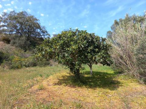 TERRENO RUSTICO COM 2.320 M2 - PLANO - ÁGUA - ELETRICIDADE - PISA BARRO - CASTRO MARIM - ALGARVE