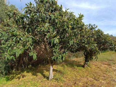 TERRENO RUSTICO COM 2.320 M2 - PLANO - ÁGUA - ELETRICIDADE - PISA BARRO - CASTRO MARIM - ALGARVE