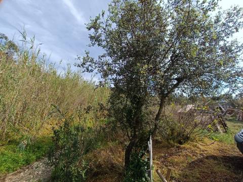 TERRENO RUSTICO COM 2.320 M2 - PLANO - ÁGUA - ELETRICIDADE - PISA BARRO - CASTRO MARIM - ALGARVE