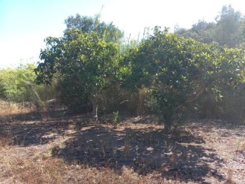 TERRENO RUSTICO COM 2.320 M2 - PLANO - ÁGUA - ELETRICIDADE - PISA BARRO - CASTRO MARIM - ALGARVE