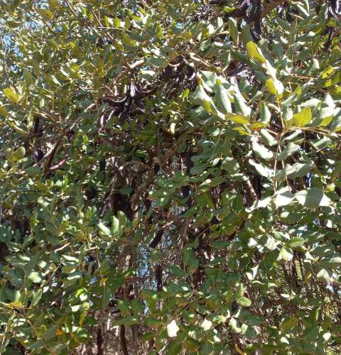 TERRENO RUSTICO COM 2.320 M2 - PLANO - ÁGUA - ELETRICIDADE - PISA BARRO - CASTRO MARIM - ALGARVE