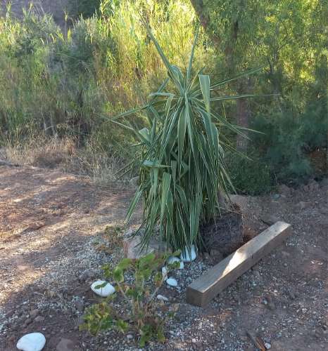 TERRENO RUSTICO COM 2.320 M2 - PLANO - ÁGUA - ELETRICIDADE - PISA BARRO - CASTRO MARIM - ALGARVE