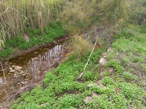TERRENO RUSTICO COM 2.320 M2 - PLANO - ÁGUA - ELETRICIDADE - PISA BARRO - CASTRO MARIM - ALGARVE
