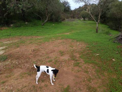 TERRENO RUSTICO COM 2.320 M2 - PLANO - ÁGUA - ELETRICIDADE - PISA BARRO - CASTRO MARIM - ALGARVE