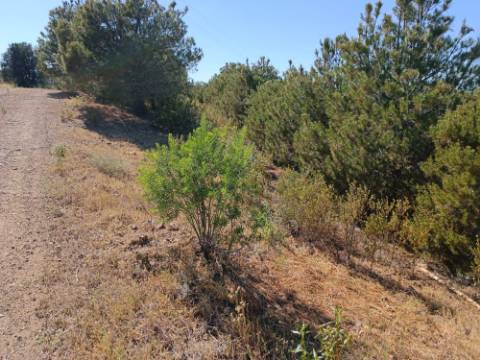 TERRENO COM 33.600 M2 - POSSIBILIDADE DE CONSTRUIR ARMAZEM - PRÓXIMO AZINHAL EM CASTRO MARIM - ALGARVE