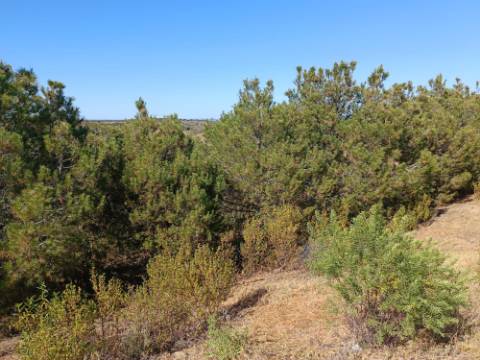 TERRENO COM 33.600 M2 - POSSIBILIDADE DE CONSTRUIR ARMAZEM - PRÓXIMO AZINHAL EM CASTRO MARIM - ALGARVE